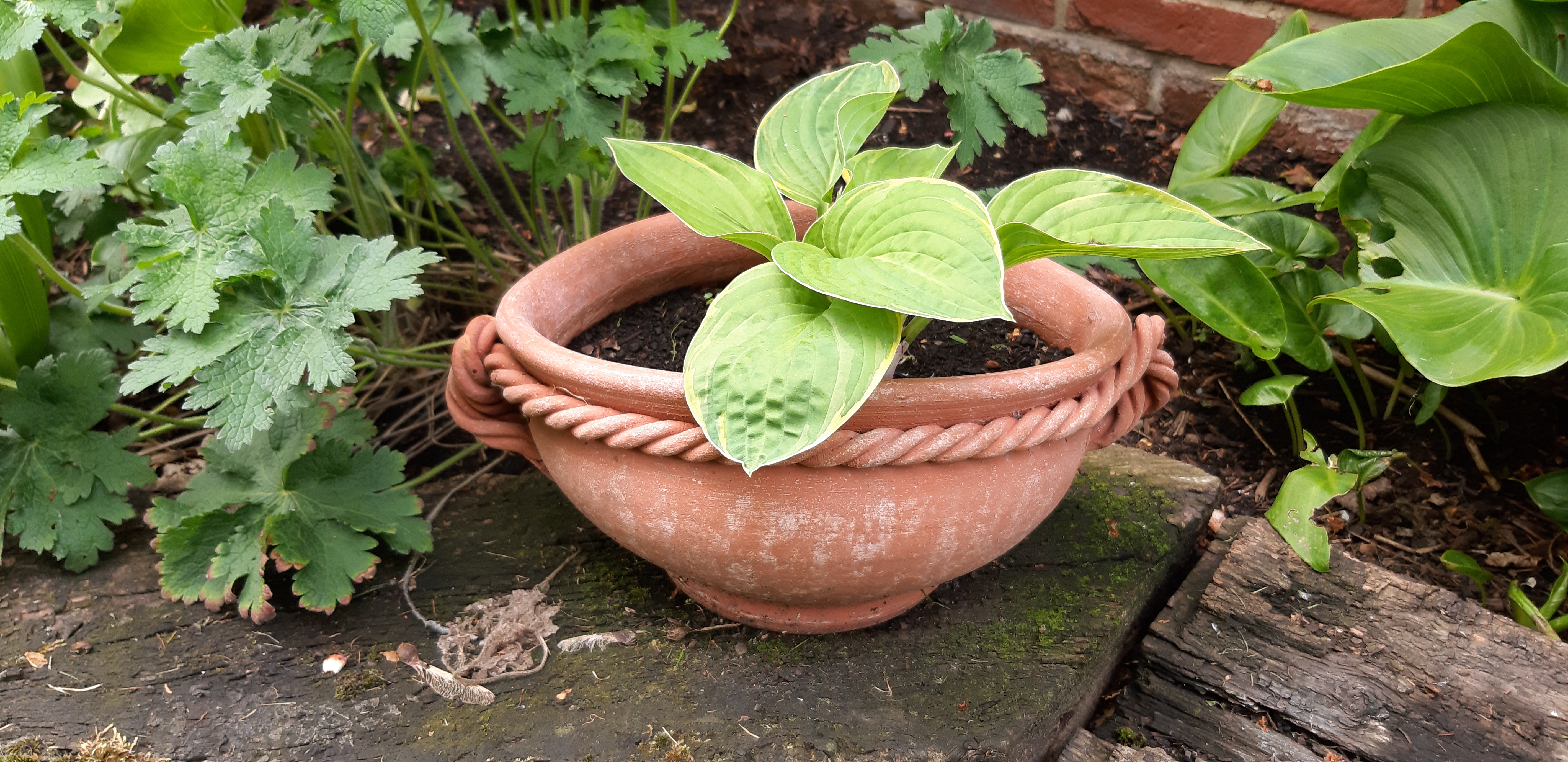 Terracotta pot 5